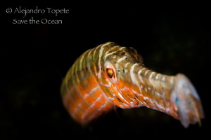 Trumpet Fish Black, flamingo Reef Bonaire by Alejandro Topete 